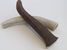 Load image into Gallery viewer, 10" XL Antler
