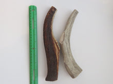 Load image into Gallery viewer, 10" XL Antler