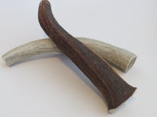 Load image into Gallery viewer, 10&quot; XL Antler
